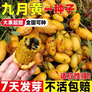 正宗九月黄种子春秋种植黄皮水果八月炸种籽木质缠绕藤罕见水果瓜