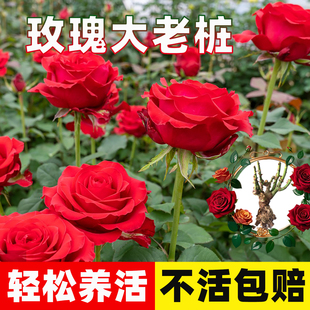 精选云南昆明玫瑰老桩红色妖姬月季玫瑰蔷薇特大花苗老根浓香花卉