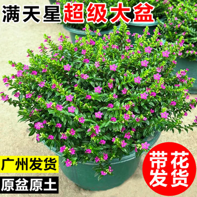 满天星盆栽带花客厅阳台鲜花绿植