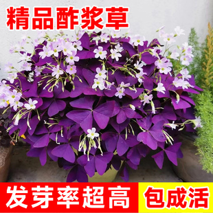紫叶酢浆草种球多年生幸运草四季开花植物阳台盆栽紫蝴蝶花卉种子