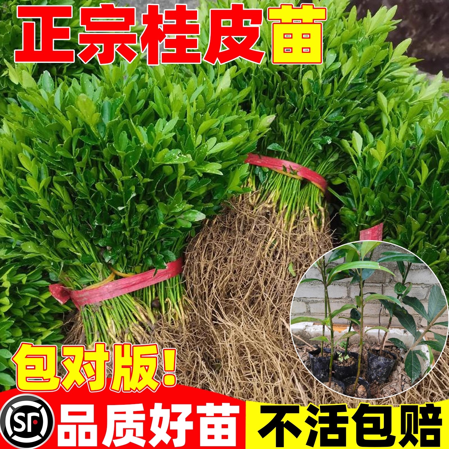 桂皮树苗盆栽香叶树苗南北方四季