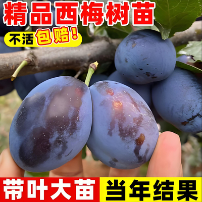 西梅树嫁接苗室内外庭院种植南北