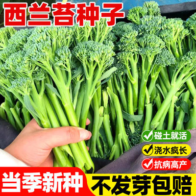 西兰苔种子洋芥蓝籽持续采