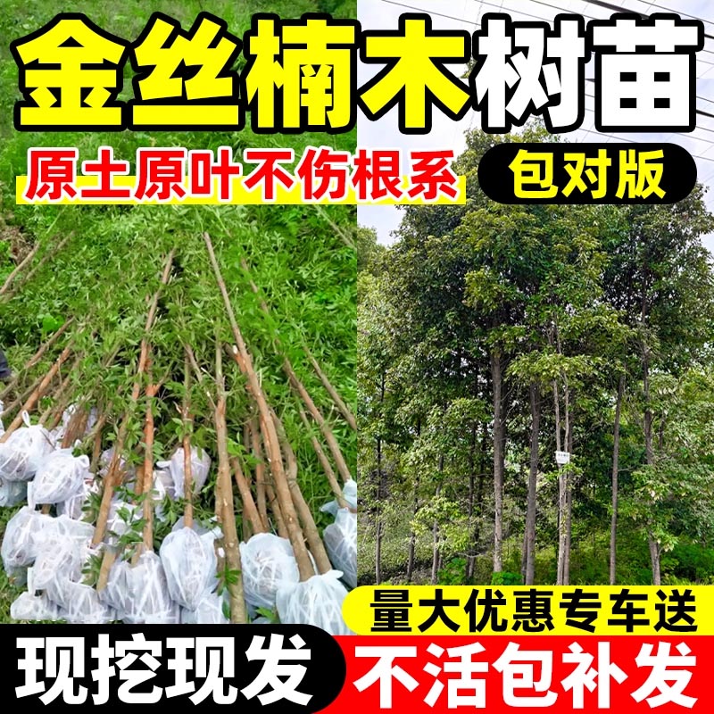 正宗金丝楠木树苗小叶桢楠盆栽南