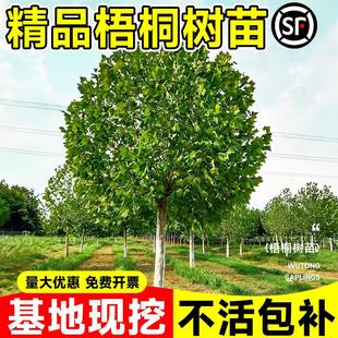 梧桐树树苗悬铃木绿化苗木青桐法桐南北方种植四季常青庭院景观树