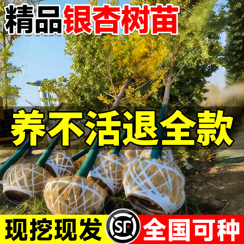 金叶银杏树苗室外白果树庭院盆景