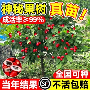 神秘果果树果苗四季好养当年结果神秘果鲜果干变味果阳台庭院盆栽