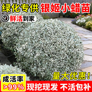 银姬小蜡苗球花境色块花叶女贞银姬水蜡大杯彩叶庭院花园耐寒绿化