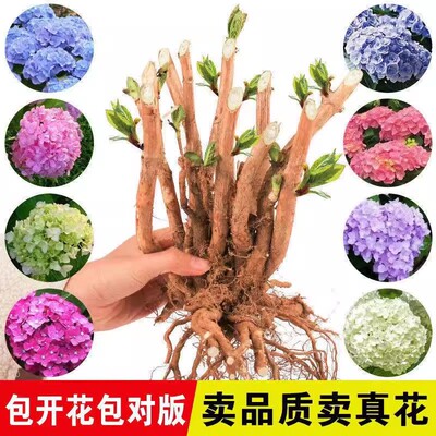绣球花苗室内外盆栽苗老桩无尽夏