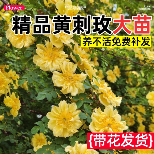 黄刺玫苗庭院别墅重瓣耐寒耐旱