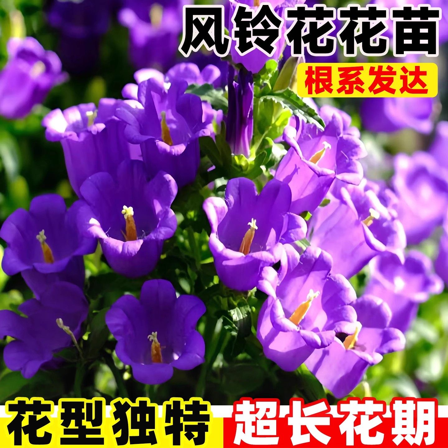 风铃花花苗四季风铃草带花苞丹麦重瓣风铃梦露阳台室内办公室盆栽