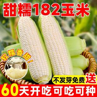 甜糯182号白糯玉米种子春秋种易活早熟高产大棒超甜糯玉米种籽孑