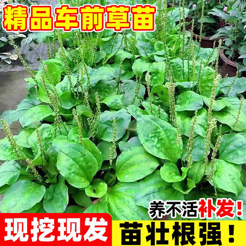 车前草苗可食用植物室外阳台庭院