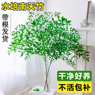 南天竹水培鲜枝旺宅火焰红水养室内真树蓝天竹吊钟马醉木水养盆栽