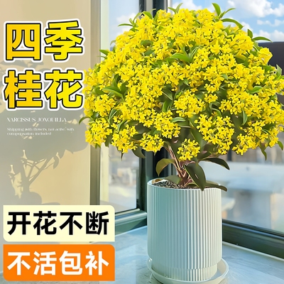 四季桂花盆栽可食用绿植盆景树苗