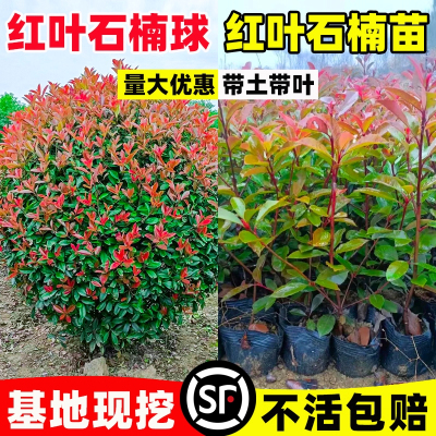 红叶石楠树苗篱笆苗花园工程绿化