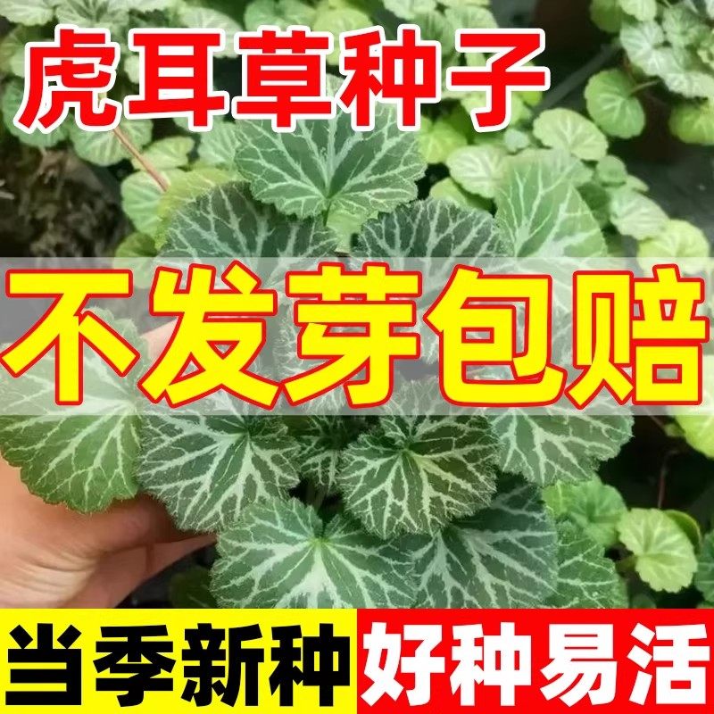 虎耳草种子四季种植盆栽七变化姬虎耳猫耳朵草老虎耳金丝荷叶种籽,鲜花速递/花卉仿真/绿植园艺,家庭园艺种子,淘宝优惠券,粉丝福利购,淘宝优惠卷
