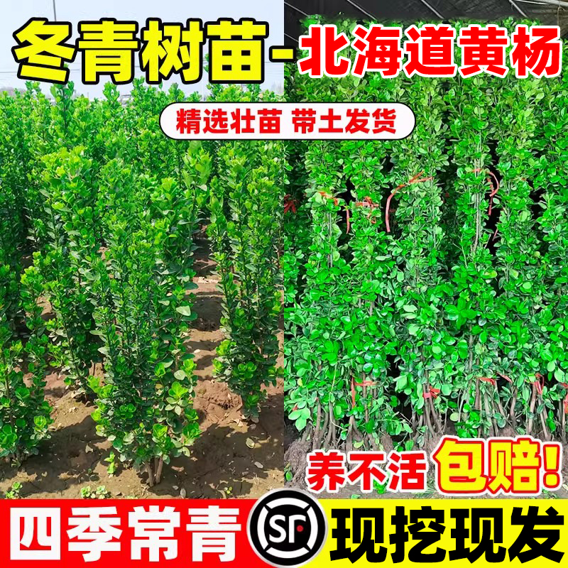 北海道冬青法国树苗四季常青耐寒