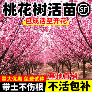 桃花树苗活苗当年开花庭院观赏运招桃花树盆栽地栽耐寒别墅风景树