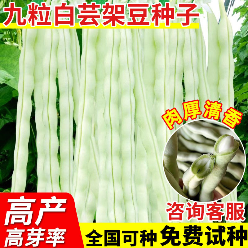 九粒白架豆种籽白不老白芸豆四季豆种孑春季蔬菜籽种高产豆角种子
