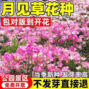 美丽月见草花种子阳台盆栽种植室外庭院花卉多季开花易活宿根花籽