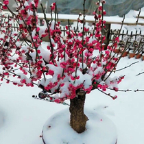 梅花盆栽老桩红梅腊梅盆景树苗花卉耐寒植物室内阳台庭院四季开花