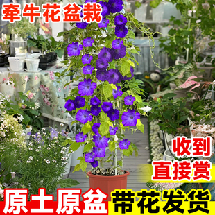 牵牛花盆栽大喇叭花阳台花卉地栽好养宿根带花苞垂吊爬藤植物花苗