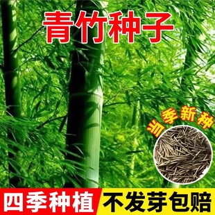 青竹种子四季常青竹子苗庭院室外院墙黄金竹毛竹北方盆栽风景竹子