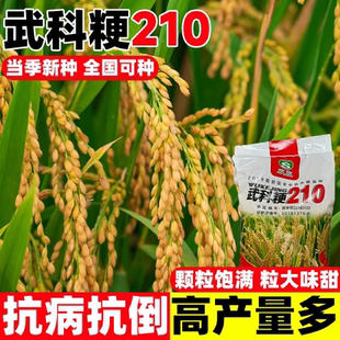 武科粳210高产水稻种籽常规稻谷种长粒优质香米大穗长粒抗病抗倒