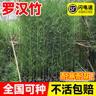 罗汉竹苗真树苗造景四季常青带土盆栽庭院观赏竹黄金竹罗汉竹子苗