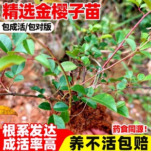 金樱子树苗中药材种苗带刺品种梨有无刺果子可入药泡酒带杯土发货