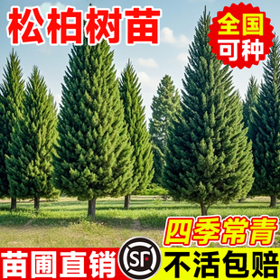 塔柏侧柏蜀桧蜀块地柏宝塔松树苗四季长青树龙柏苗龙柏树苗小龙柏
