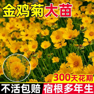 多年生金鸡菊盆栽进口小闹钟庭院花园耐热耐冻阳台爆多花美化花卉