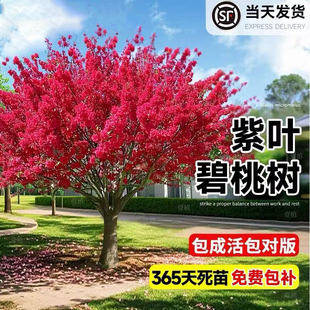 紫叶碧桃树苗桃树红花碧桃树活苗庭院大型耐寒园林工程绿化风景树