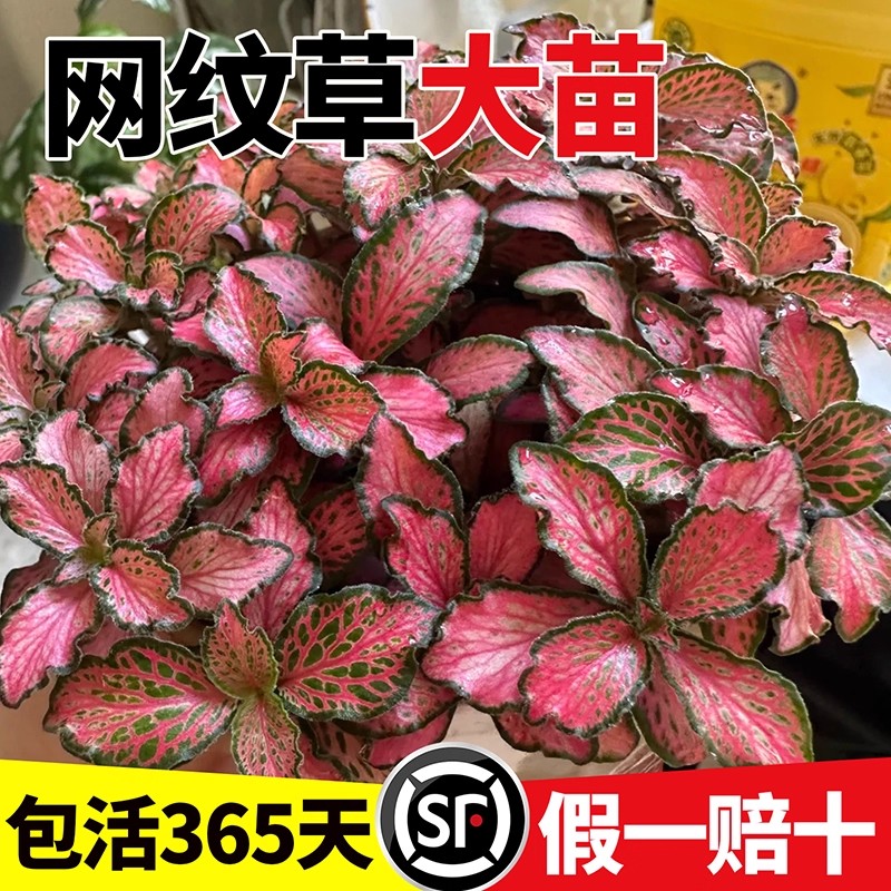 网纹草迷你盆栽微景观叶植物雨林