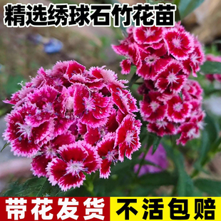 绣球石竹花苗带花苞室外耐寒植物庭院花园四季花卉霹雳石竹盆栽苗