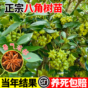 正宗八角树苗当年结果嫁接苗大红八角苗盆栽地栽南方北方种植树苗