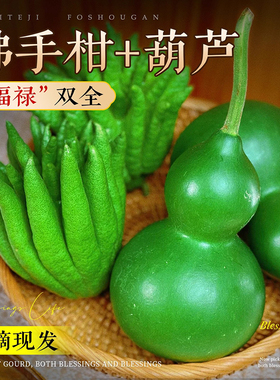 新鲜现摘佛手福禄双全翡翠绿色青皮葫芦观赏清供家居客厅书房摆件