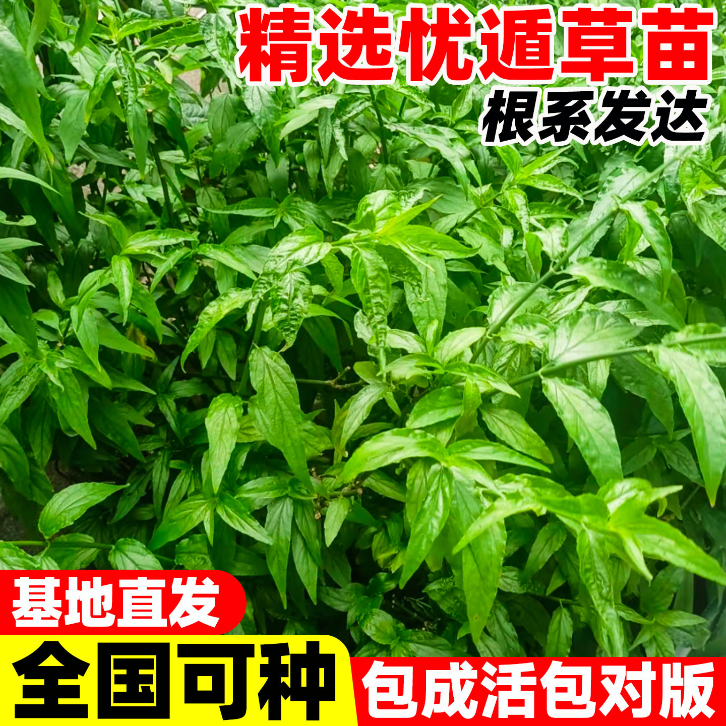 忧遁草苗盆栽花卉正宗优盾草鳄嘴