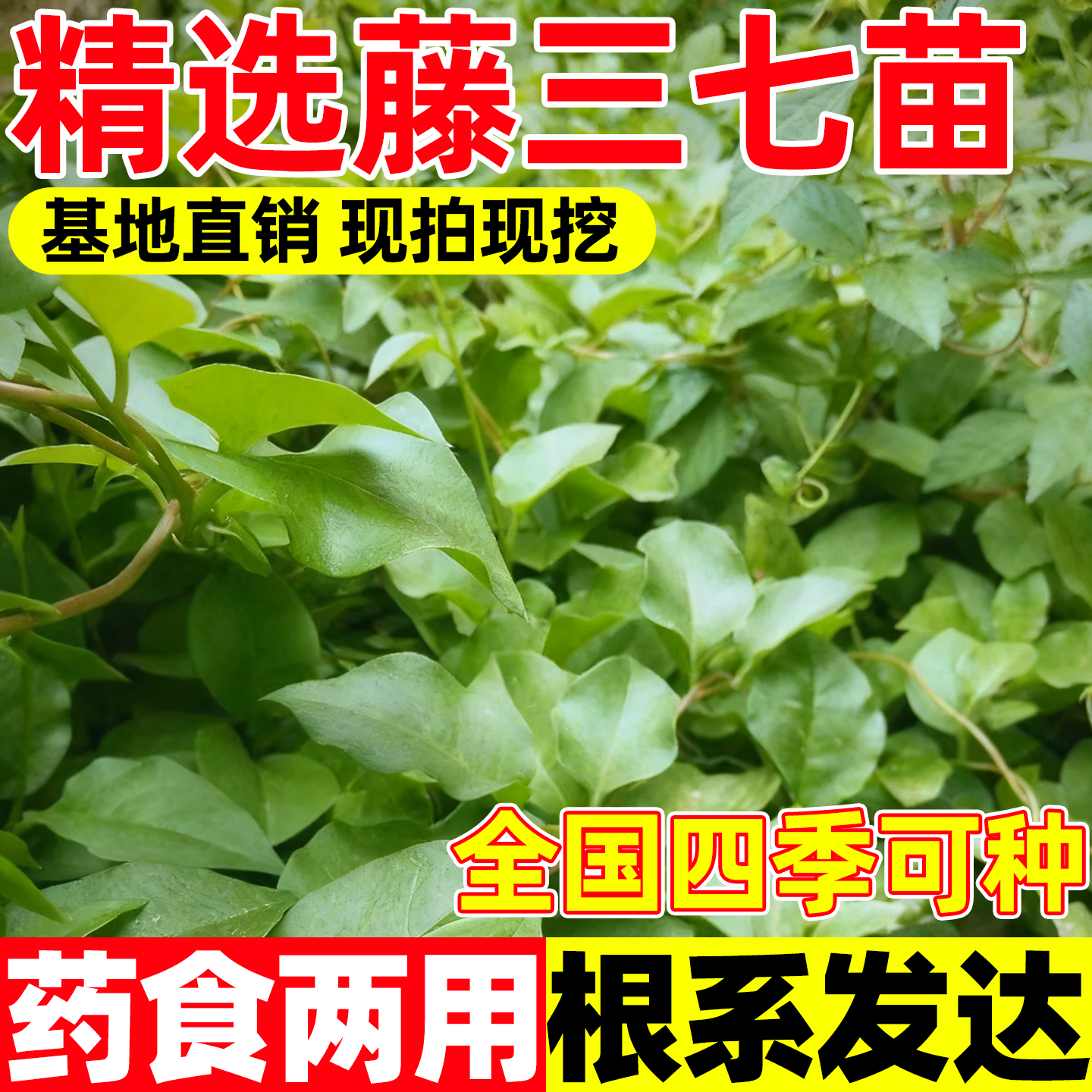 藤三七种球植物苗食药用土田七种