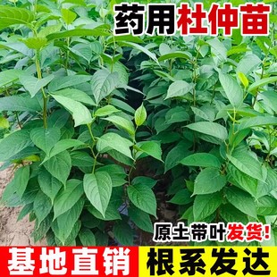 药用杜仲树苗四季果树果苗中草药苗连翘酸枣庭院盆栽地栽药材种植