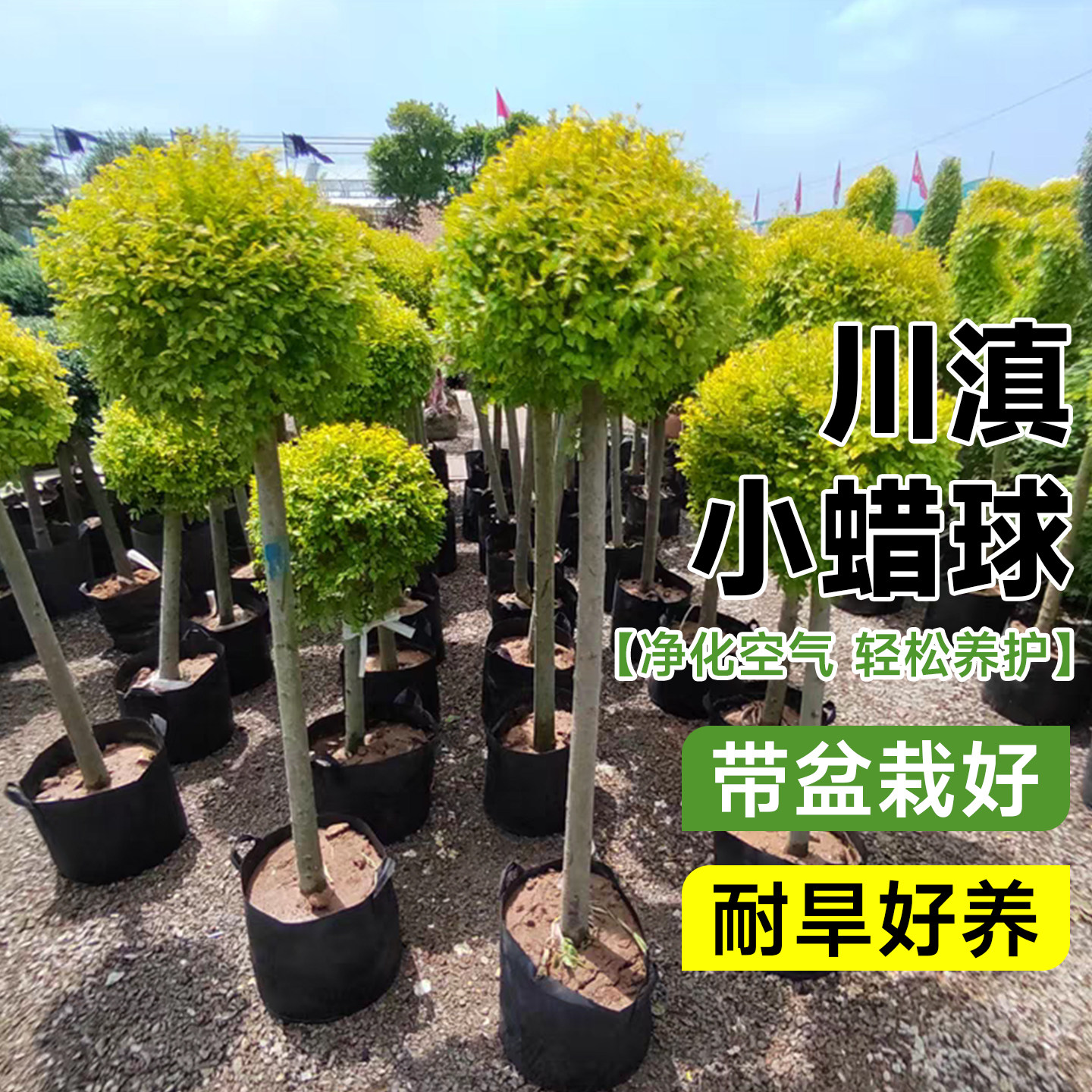 川滇小蜡球形棒棒糖树苗球塔形绿化花镜植物造型四季常青别墅庭院