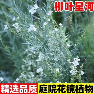 柳叶星河花苗庭院阳台耐寒耐晒四季好养银色叶片白色花地栽造景苗