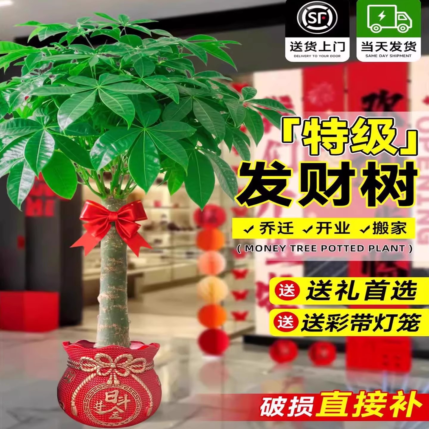 发财树盆栽客厅招财树室内植物开
