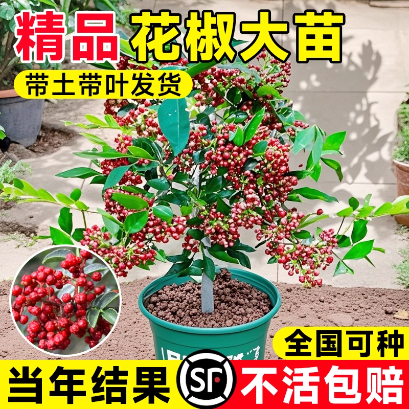 四川汉源大红袍盆栽花椒树老桩当