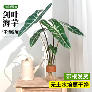 大仙女海芋水培植物银脉剑叶海芋竹芋盆栽高胭脂好养室内水养绿植
