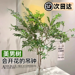 美男树水培植物鲜切枝室内水养马醉木吊钟四季好养无土纯水培绿植