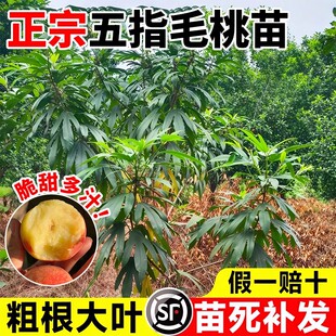 正宗五指毛桃苗南北方四季种植带土发货好养中药材种植苗果树果苗