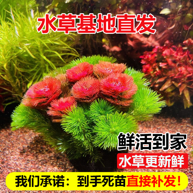 水草鱼缸专用红菊坨草景净化水质