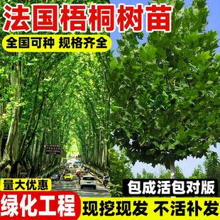 法国梧桐树苗木好养易活中国梧桐北方种植庭院景观树悬铃木绿化苗